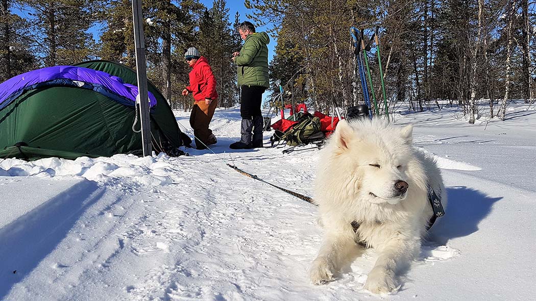 Lumisesta metsästä tulevalla kelkanjäljellä valkoinen koira valjaissa makaamassa. Takana suksia ja sauvoja lumessa pystyssä sekä teltta, jonka edessä mies ja nainen.
